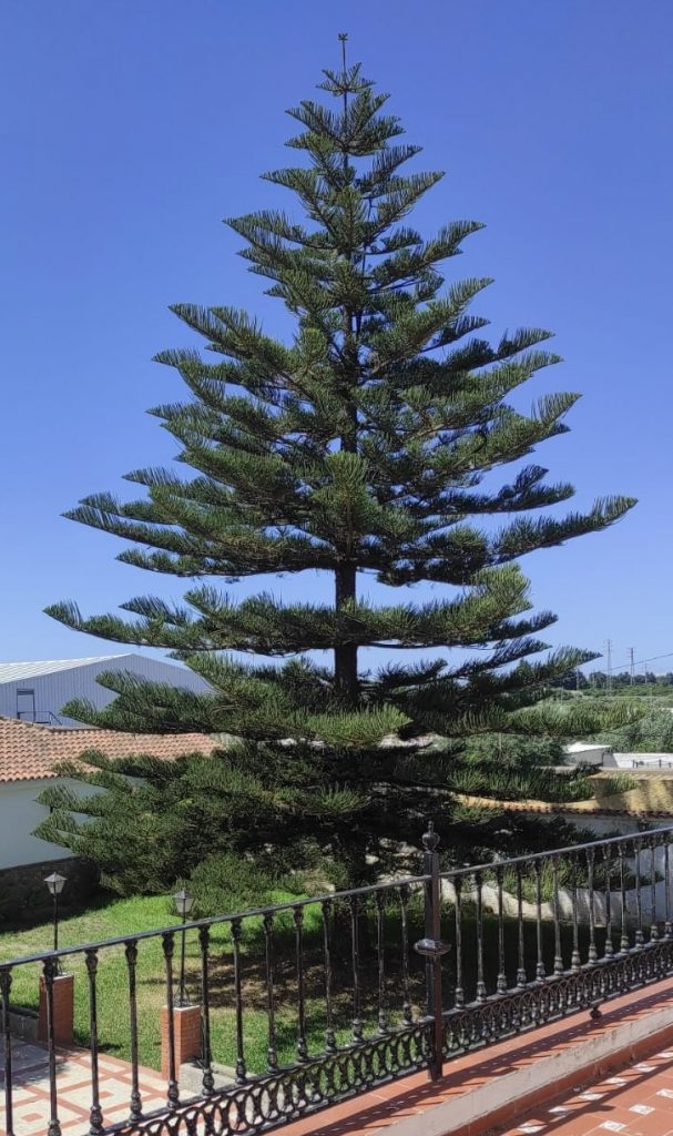 Araucaria vista desde la terraza