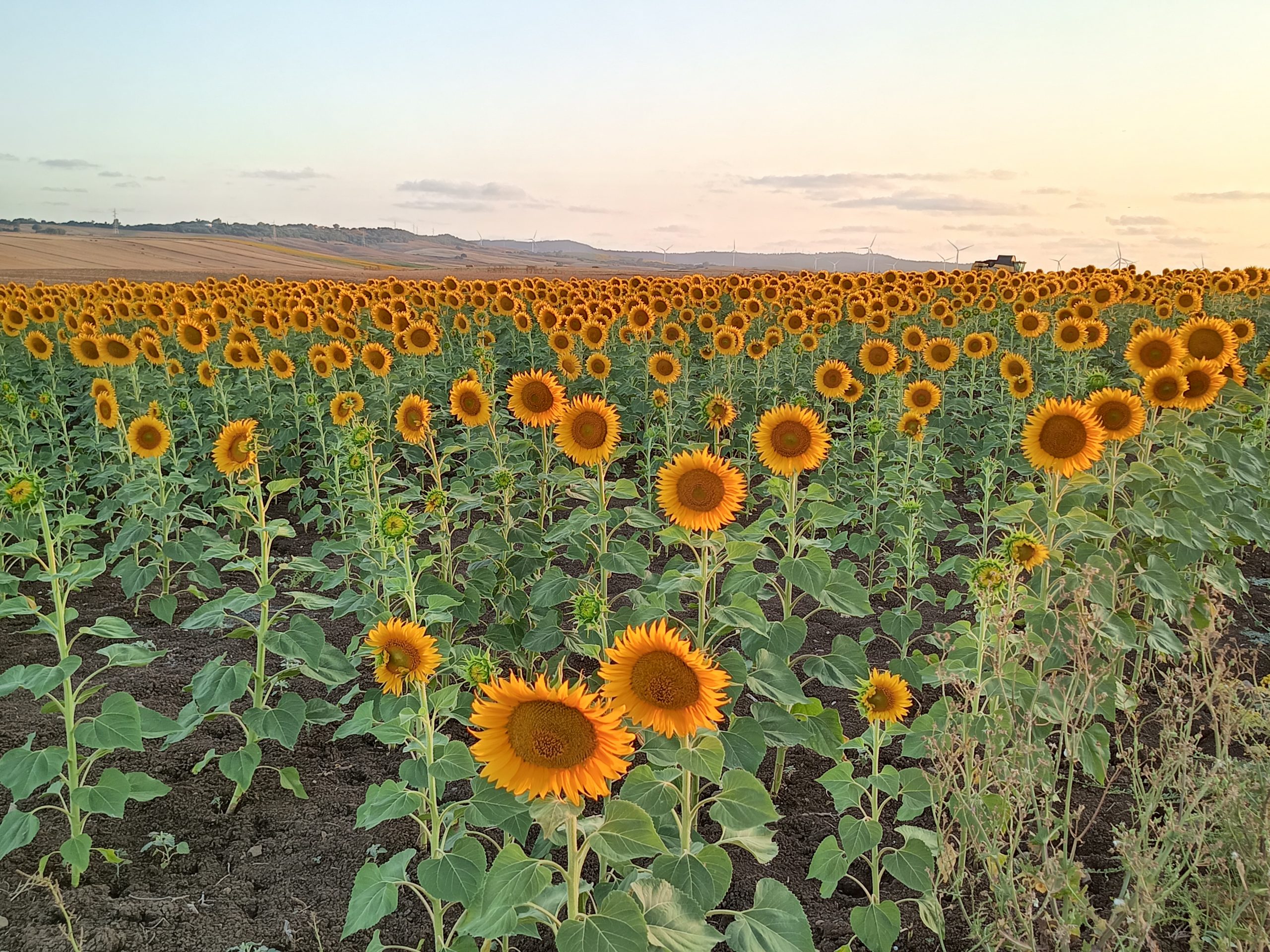 Sunflowers Casona la Familia